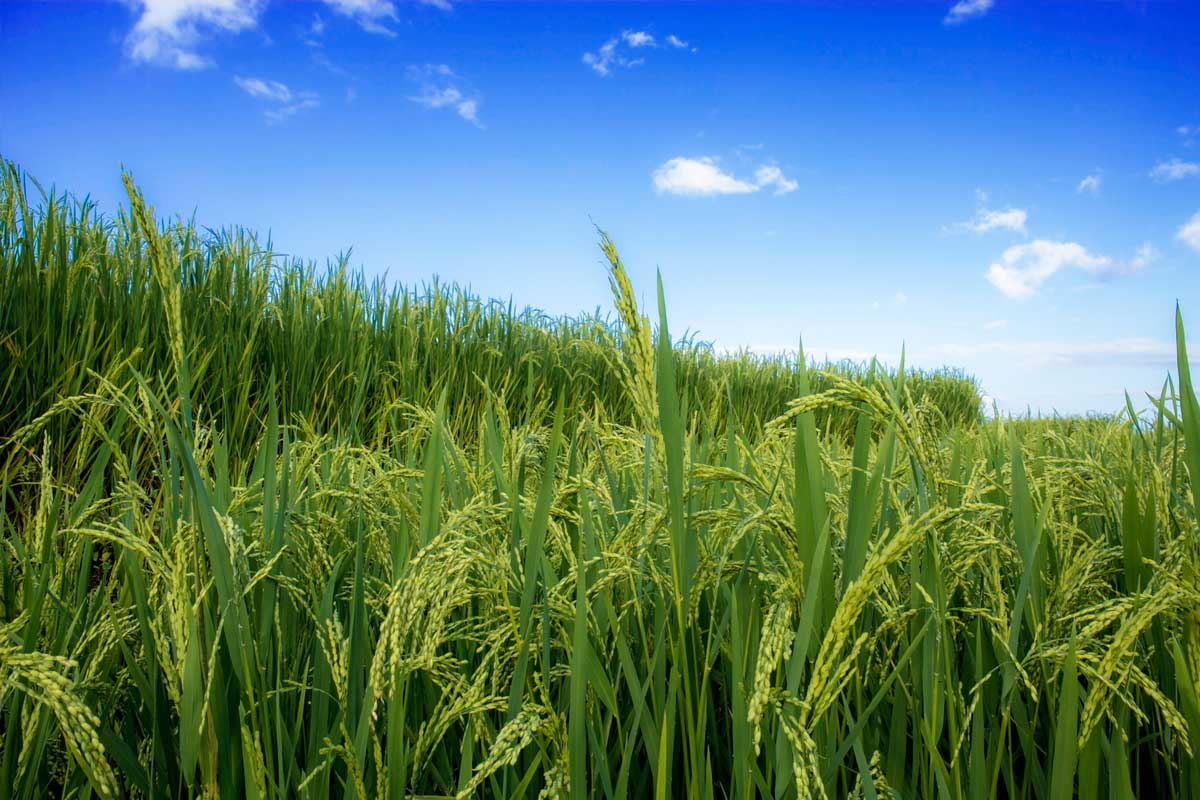 Agricultural Crops