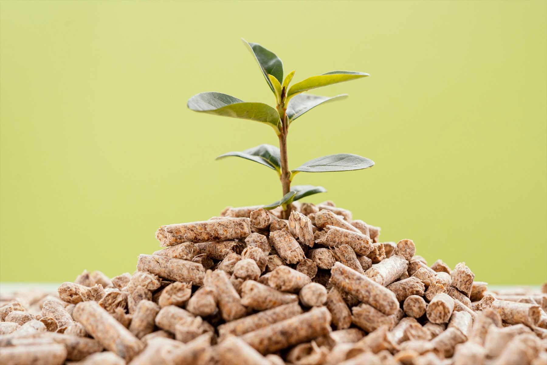 Fertilizers & Feed